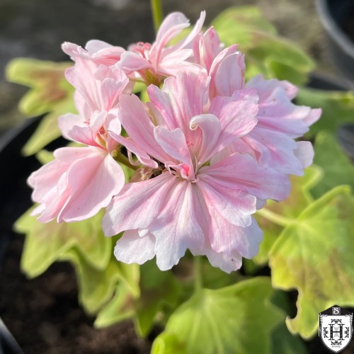 Pelargonium 'Priory Star' - Pelargoon 'Priory Star' P9/0,55L